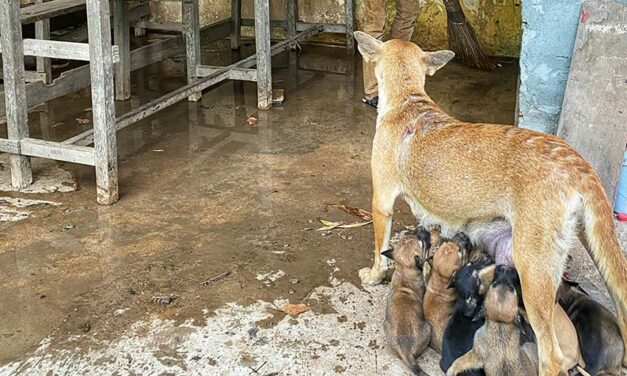 RESCUE MISSIONS, VACCINATIONS, DESEXING AND FOOD FOR HOMELESS DOGS AND CATS IN CAMBODIA