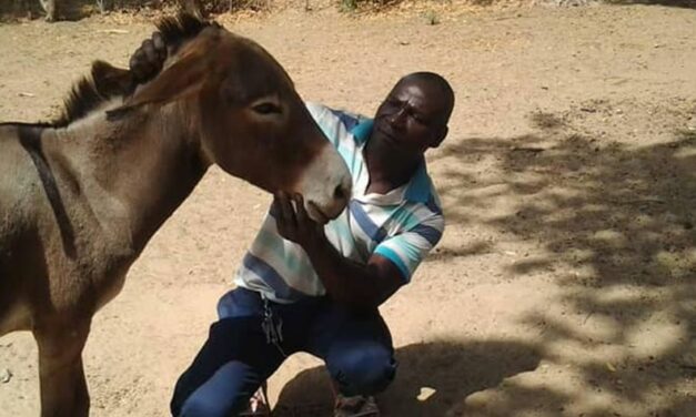 A CAMPAIGN TO ENCOURAGE GOOD CARE OF DONKEYS IN CAMEROON