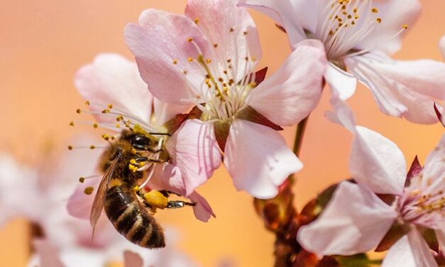 THE EFFECT OF NEONICOTINOIDS ON BEES