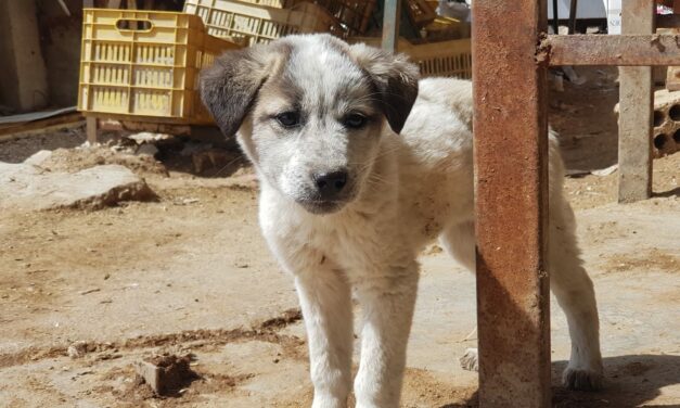 A STORY OF CARE AND COMPASSION FOR STRAYS IN KOBANI, NORTHERN SYRIA