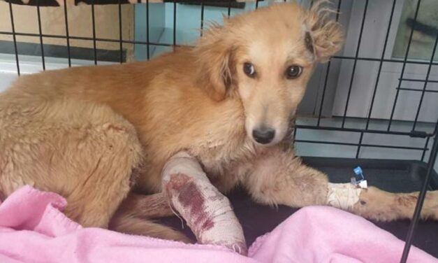 FOUND SUFFERING AND WITH A BROKEN LEG, MARIO IS NOW SAVE AND ONCE RECOVERED HE WILL LOOK FOR A FAMILY