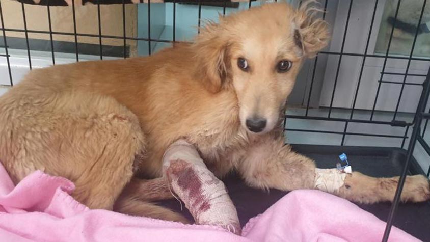 FOUND SUFFERING AND WITH A BROKEN LEG, MARIO IS NOW SAVE AND ONCE RECOVERED HE WILL LOOK FOR A FAMILY