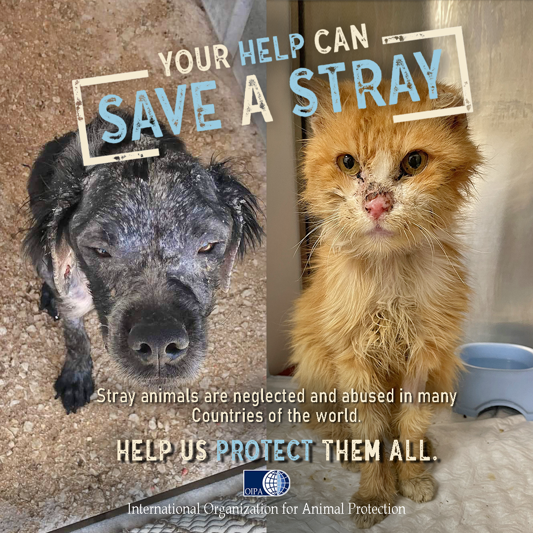 Stray Animals are suffering in many countries. Help us SAVE A STRAY ...