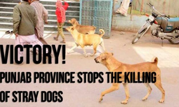 A PARTIAL VICTORY FOR STRAY DOGS IN PAKISTAN: CULLINGS STOP IN PUNJAB PROVINCE