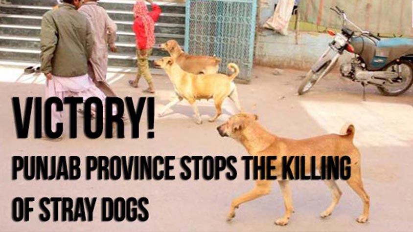 A PARTIAL VICTORY FOR STRAY DOGS IN PAKISTAN: CULLINGS STOP IN PUNJAB PROVINCE