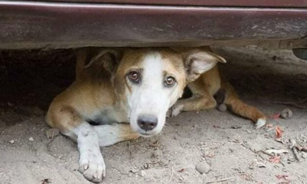 A SHELTER IN DAMASCUS, SYRIA, TO GIVE FORSAKEN ANIMALS A CHANCE TO SURVIVE