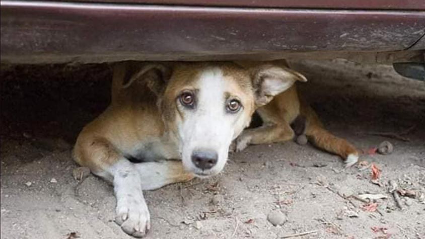 A SHELTER IN DAMASCUS, SYRIA, TO GIVE FORSAKEN ANIMALS A CHANCE TO SURVIVE