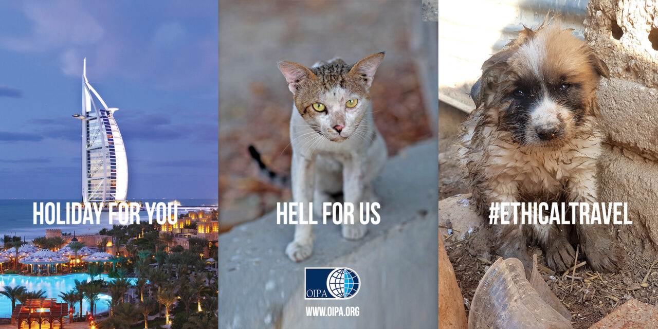 #ETHICALTRAVEL, OIPA INTERNATIONAL’S CAMPAIGN ON LONDON’S BUSES. SOME TOURIST PARADISES ARE HELL FOR STRAY ANIMALS