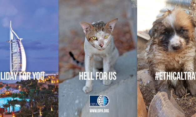 #ETHICALTRAVEL, OIPA INTERNATIONAL’S CAMPAIGN ON LONDON’S BUSES. SOME TOURIST PARADISES ARE HELL FOR STRAY ANIMALS