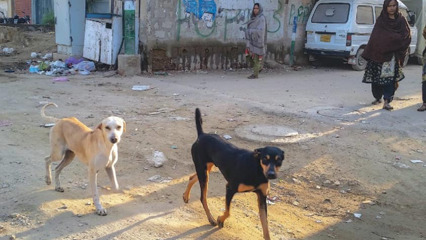 PAKISTAN, IN SINDH REGION THE CULLING OF STRAY DOGS CONTINUES. OIPA REPLIES TO SINDH HEALTH MINISTER