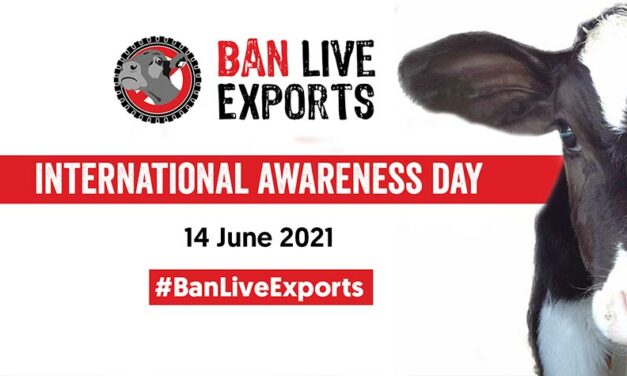 BAN LIVE EXPORTS INTERNATIONAL AWARENESS DAY. THIS CRUEL PRACTISE MUST END: ANIMALS ARE SENTIENT BEINGS!