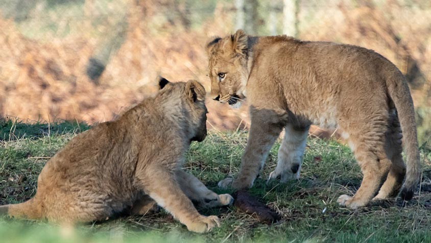 SOUTH AFRICAN GOVERNMENT RELEASES POLICY DOCUMENT TO END THE CAPTIVE BREEDING INDUSTRY IN THE COUNTRY