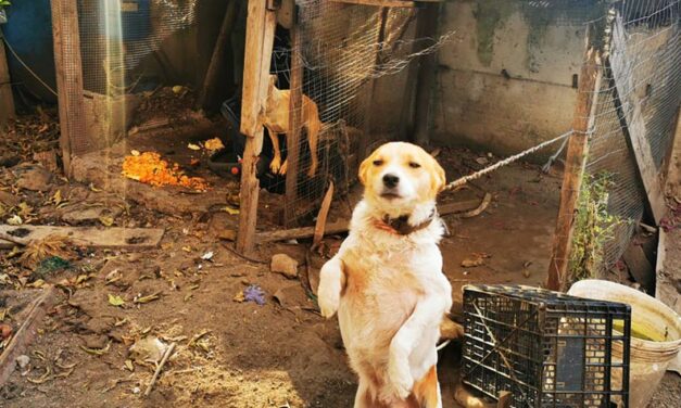 THREE DOGS SEIZED BY OIPA ITALY’S ANIMAL CONTROL OFFICERS. THE OWNER REPORTED FOR ANIMAL CRUELTY AND ABANDONMENT