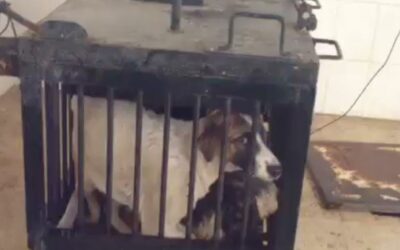 STRAYS CRAMMED INTO CAGES, SPRINKLED WITH WATER AND ELECTROCUTED: STOP GALOUFA IN ALGERIA!