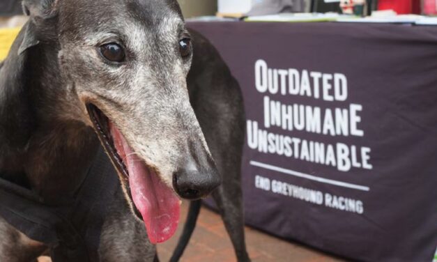 A NEW ENTRY IN OIPA’S FAMILY TO FREE THE HOUNDS IN WESTERN AUSTRALIA