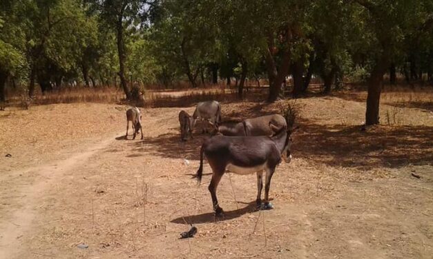 CONGRATULATION TO OIPA CAMEROON, WINNER OF THE WORLD ANIMAL DAY GRANT. THEIR PROJECT WILL ASSIST DONKEYS AND HORSES NEGLECTED