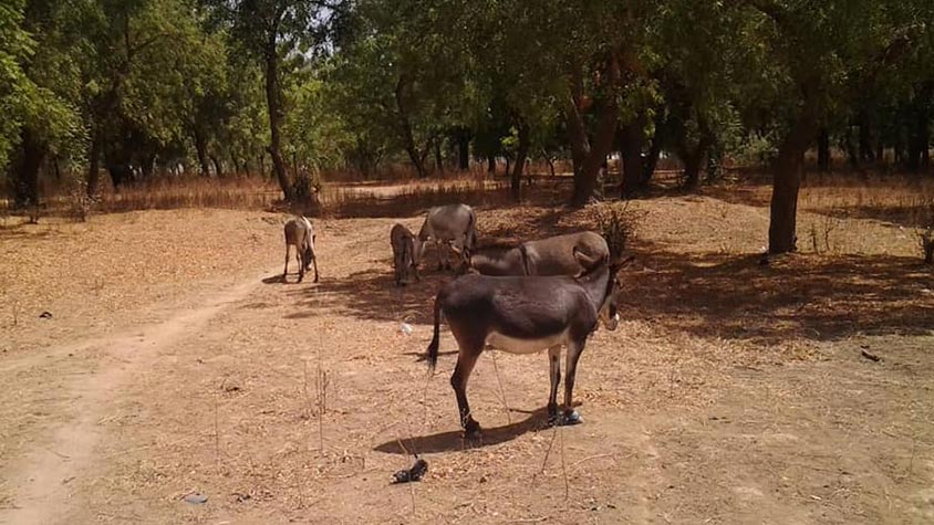 CONGRATULATION TO OIPA CAMEROON, WINNER OF THE WORLD ANIMAL DAY GRANT. THEIR PROJECT WILL ASSIST DONKEYS AND HORSES NEGLECTED