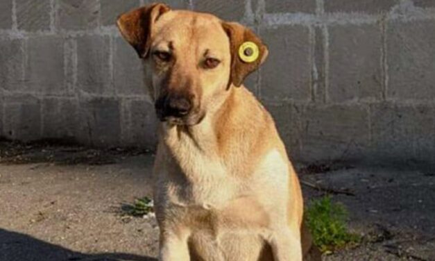 AZERI ANIMAL LOVERS PROTEST IN FRONT OF TOPLAN, THE “CARE CENTER FOR HOMELESS DOGS” WHERE STRAYS DISAPPEAR