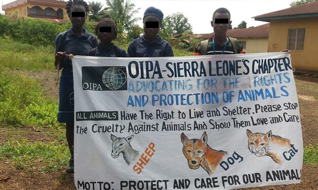 OIPA SIERRA LEONE CONTINUES ITS ANIMAL AWARENESS ACTIVITES AND RESCUE OPERATIONS