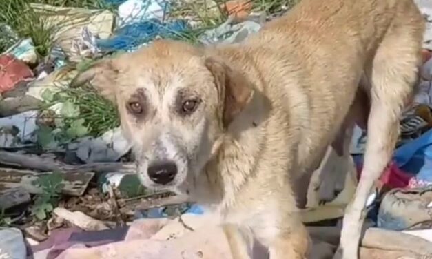 OIPA TURKEY ASKS SUPPORTERS TO HELP PURCHASE FOOD FOR STRAY DOGS OF KURTKOY FOREST