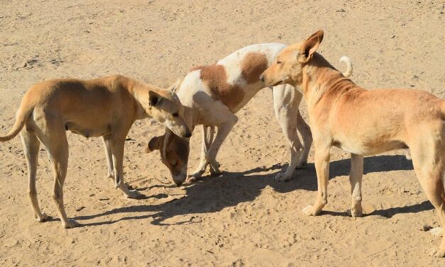 MORE THAN 100 ANIMALS LOOKED AFTER BY THE ASSOCIATION SASCAP HAS TO BE MOVED TO ANOTHER SHELTER LOCATION