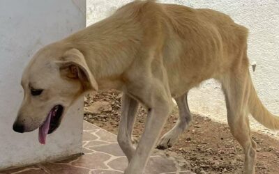 WHAT’S HAPPENING TO STRAYS IN ARUBA? ARE THEY NEUTERED AND RELEASED AS PROMISED OR NOT?