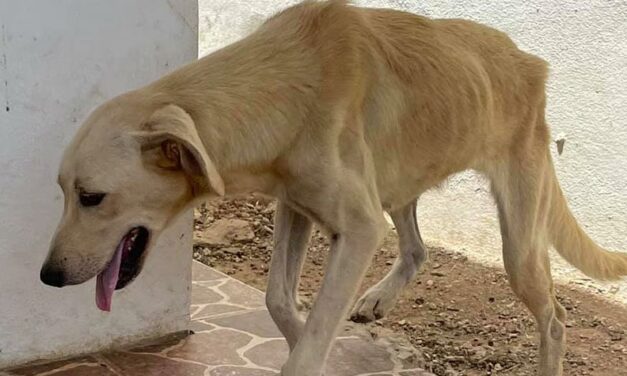 WHAT’S HAPPENING TO STRAYS IN ARUBA? ARE THEY NEUTERED AND RELEASED AS PROMISED OR NOT?