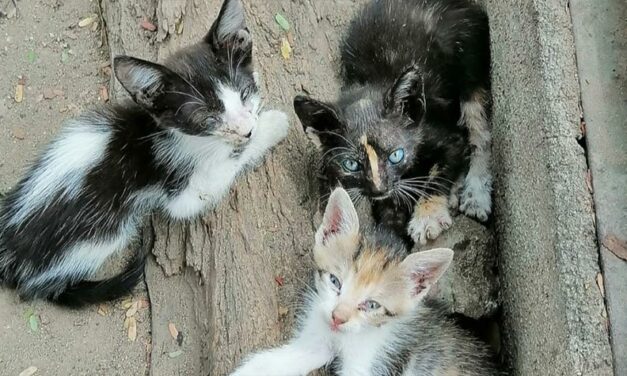 ABANDONED ANIMALS IN SANTA MARTA, COLOMBIA. GATIUS-UNIENDO VIDAS IS TRYING TO REDUCE THE FATAL CONSEQUENCES OF NOT NEUTERING