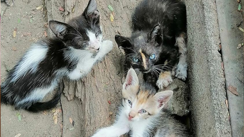 ABANDONED ANIMALS IN SANTA MARTA, COLOMBIA. GATIUS-UNIENDO VIDAS IS TRYING TO REDUCE THE FATAL CONSEQUENCES OF NOT NEUTERING