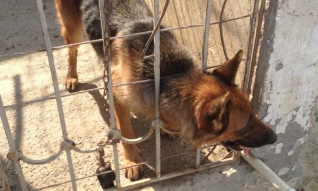 KATY, THE GERMAN SHEPHERD DOG, LEFT IN A CAGE FOR YEARS WITH NO CARE AND MEDICAL TREATMENT. NOW SHE IS FREE THANKS TO OIPA AZERBAIJAN
