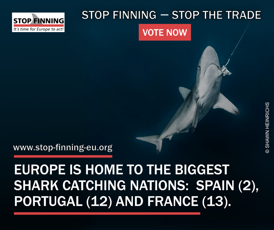 Shark fin trade soon to be banned in the EU? - AIMM