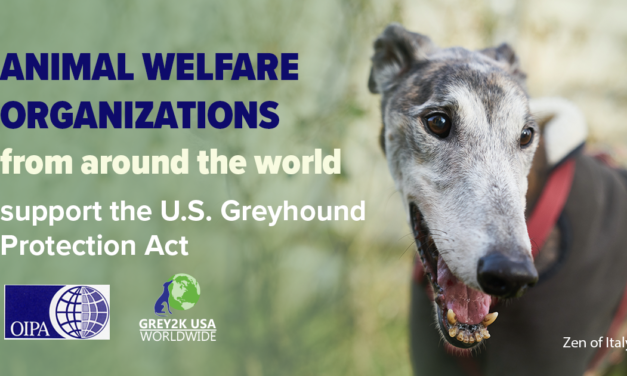 THE GLOBAL GREYHOUND COALITION, LED BY OIPA INTERNATIONAL, SENT A LETTER TO THE U.S. CONGRESS IN SUPPORT OF THE GREYHOUND PROTECTION ACT (H.R. 3335)