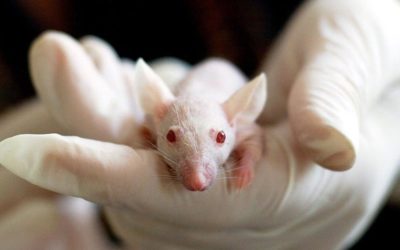 HISTORIC DAY FOR ANIMALS IN EU LABORATORIES! THE EU PARLIAMENT VOTES FOR A FUTURE WITHOUT ANIMAL EXPERIMENTS