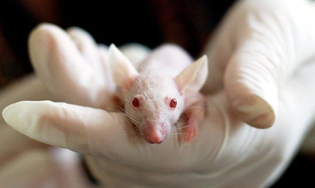 HISTORIC DAY FOR ANIMALS IN EU LABORATORIES! THE EU PARLIAMENT VOTES FOR A FUTURE WITHOUT ANIMAL EXPERIMENTS