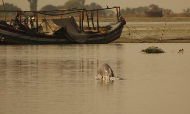 OIPA PAKISTAN – SOUTH PUNJAB PROPOSES A PROJECT FOR THE CONSERVATION OF INDUS RIVER DOLPHINS
