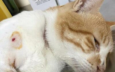 CASES OF ANIMAL CRUELTY ARE INCREASING IN DUBAI AND ABU DHABI AS STRAY CATS ARE CONTINUOSLY SHOT BY AIRGUNS