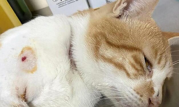 CASES OF ANIMAL CRUELTY ARE INCREASING IN DUBAI AND ABU DHABI AS STRAY CATS ARE CONTINUOSLY SHOT BY AIRGUNS