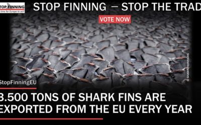 OIPA SUPPORTS THE EUROPEAN CITIZENS’ INITIATIVE “STOP FINNING – STOP THE TRADE” TO END THE SHARK FIN TRADE IN EUROPE