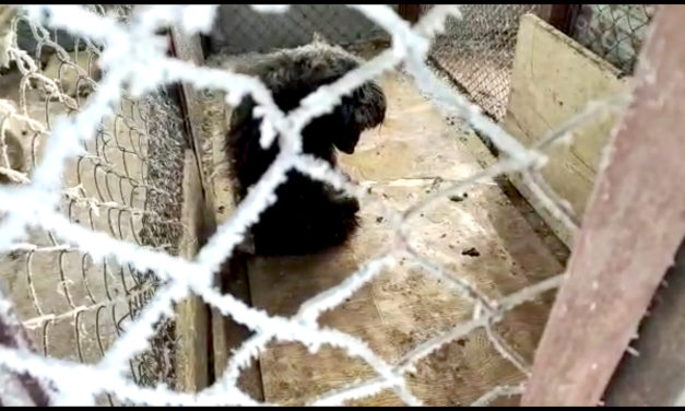 THE TERRIFYING LIFE OF STRAYS IN KAZAKHSTAN. ANIMALS ARE CRUELLY ABUSED AND SLAUGHTERED EVERY DAY