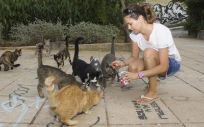 A BETTER QUALITY OF LIFE FOR ATHENS STREET CATS THROUGH FEEDING PROGRAMME, CARE AND PROTECTION GRANTED BY NINE LIVES GREECE’S VOLUNTEERS