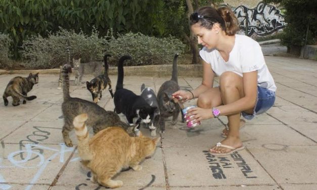 A BETTER QUALITY OF LIFE FOR ATHENS STREET CATS THROUGH FEEDING PROGRAMME, CARE AND PROTECTION GRANTED BY NINE LIVES GREECE’S VOLUNTEERS