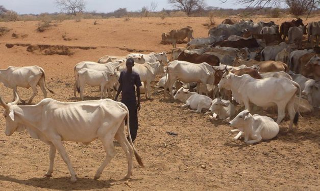 DEHYDRATION AND STARVATION FOR ANIMALS AND PEOPLE IN TURKANA, HELP OIPA KENYA BUILD A SOLAR-POWERED BOREHOLE TO SAVE LIVES AND EASE SUFFERING