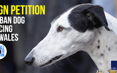 GREYHOUNDS NEED YOUR SUPPORT: SIGN WORLDWIDE PETITION TO BAN DOG RACING IN WALES