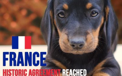 A VICTORY FOR FRANCE! HISTORIC AGREEMENT ON A BILL TO FIGHT AGAINST ANIMAL ABUSE