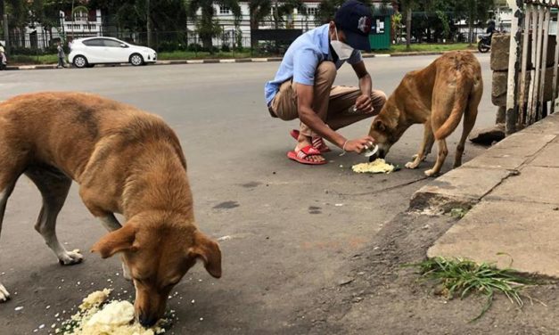 THE HEARTBREAKING REALITY OF STRAY ANIMALS IN SRI LANKA. OUR DELEGATION IS READY TO START A CAMPAIGN TO HELP STREET DOGS AND CATS. YOUR SUPPORT IS NECESSARY