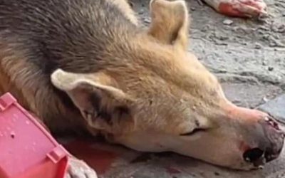 THE LIFE OF HOMELESS ANIMALS IN UAE. ANOTHER CASE OF BRUTAL CRUELTY