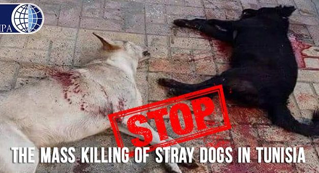 TUNISIAN AUTHORITIES KEEP ON KILLING STRAY DOGS. OIPA CO-SIGNS A JOINT LETTER ASKING THE PRESIDENT TO STOP! SEND YOUR PROTEST