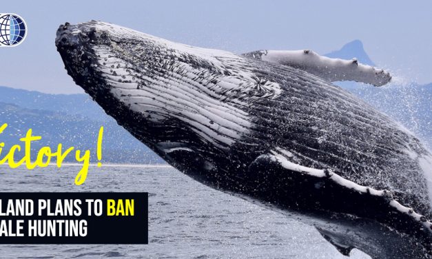 ICELAND ANNOUNCES THE PLAN TO END WHALE HUNTING IN 2024