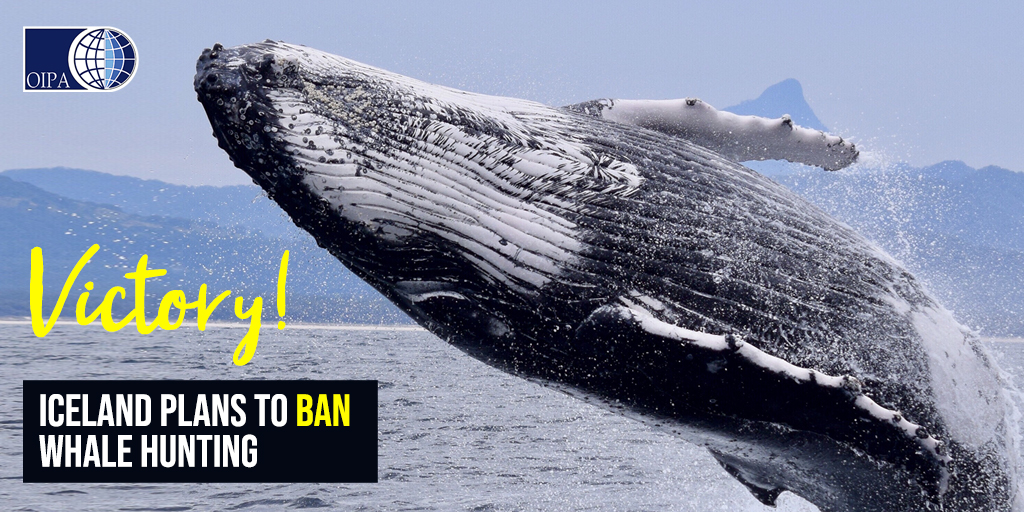 ICELAND ANNOUNCES THE PLAN TO END WHALE HUNTING IN 2024