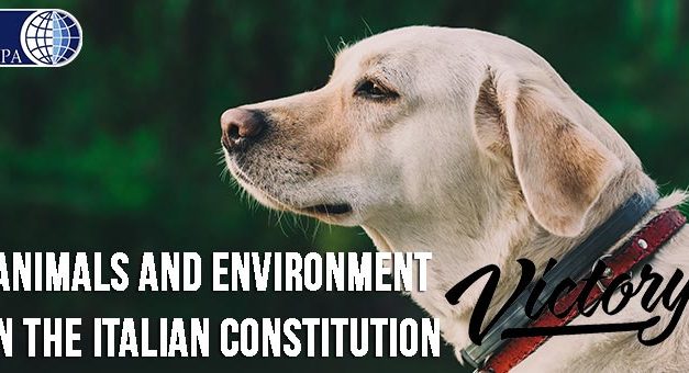 ANIMALS AND ENVIRONMENT PART OF THE ITALIAN CONSTITUTION. A REFORM IN LINE WITH THE LISBON TREATY THAT RECOGNIZES ANIMALS AS SENTIENT BEINGS